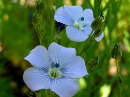 Webinar: 03.07.12 Hormone und natürliche Methoden