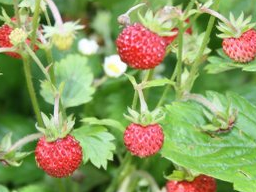 Webinar: Vitamin C - 3. Teil