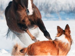 Webinar: Bi-Syndrome der Traditionellen Chinesischen Tiermedizin (TCVM)
