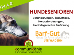 Webinar: Hundesenioren - Veränderungen, Herausforderungen, Einschränkungen, bedarfsgerechte Ernährung.