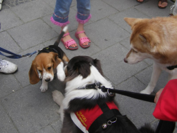 Webinar: Hunde-Alltags-Quiz T3