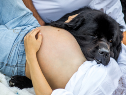 Webinar: Schwanger mit Hund