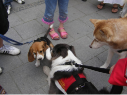 Webinar: Hunde-Alltags-Quiz T2