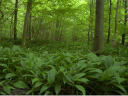 Webinar: Pflanzenportraits - Bärlauch (Allium ursinum)