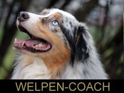 Webinar: Hunde Rückruf - warum klappt das so oft nicht?