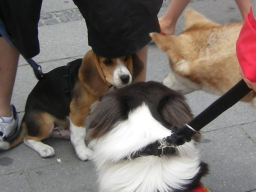 Webinar: Hunde-Alltags-Quiz