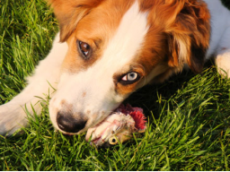 Webinar: Offene Fragerunde - B.A.R.F. bei Hunden und Katzen