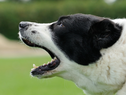 Webinar: Aggressionen beim Hund