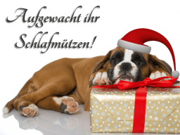 Webinar: Crossdogging für Hundetrainer