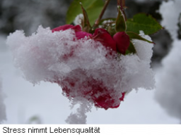 Webinar: Immer mit der Ruhe - jederzeit entspannt und relaxt ...