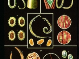 Webinar: PARASITEN - AUCH DU HAST WELCHE