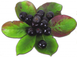 Webinar: Gesundheitsbeere Aronia