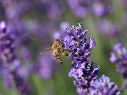 Webinar: Faszination Bienen
