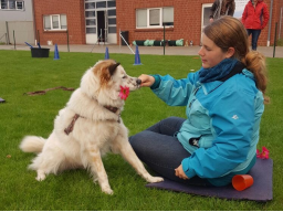 Webinar: Crossdogging Einsteigerwebinar für Hundetrainer