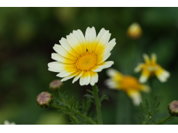 Webinar: Essbare Blätter und Blüten
