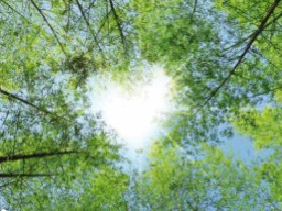 Webinar: Dein Herz - dein Begleiter und Wegeiser