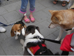 Webinar: Hunde-Alltags-Quiz T2