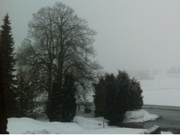 Webinar: Trance: Winterspaziergang zum Kraft schöpfen