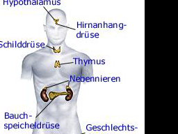 Webinar: Das hormonelle System / Bioidentische Hormontherapie
