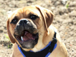 Webinar: Smalltalk unter Hunden