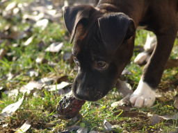 Webinar: Die Ernährung des Hundes