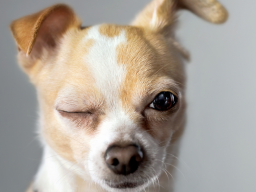 Webinar: Kommunikation für Hundetrainer 2