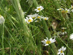 Webinar: Fit für den Sommer mit der Natur