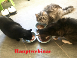 Webinar: Hauptwebinar: Katzenfutter und Besonderheiten der Katzen