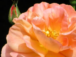 Webinar: Selbstliebe und Spiegelarbeit