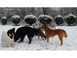 Webinar: Der Alltag mit mehreren Hunden