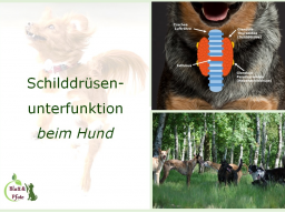 Webinarreihe Schilddrüsenunterfunktion beim Hund