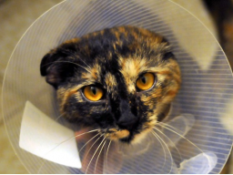 Webinar: Fälle aus der Tierheilpraxis Patient: Katze