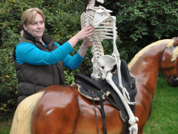 Webinar: Tierphysiotherapeutische Sattelprobe