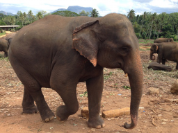 Webinar: Lebensaufbaucoaching - Online-Vortrag über das Elefantencoaching auf Sri Lanka