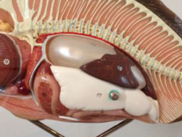 Webinar: Die Schwimmblase. Funktionsweise und Krankheitsbilder