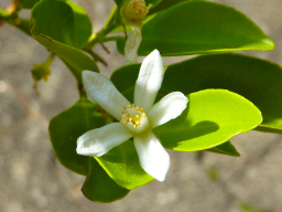 Webinar: Aromapflege Erfahrungsaustausch