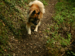 Webinar: Vergiftung beim Hund - Giftpflanzen