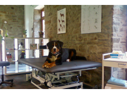 Webinar: Impfung bei Hunden