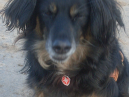 Webinar: Der Hund - Offene Fragerunde
