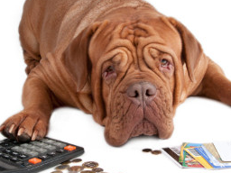 Webinar: Kassensturz in der Hundeschule - was nun?