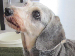 Webinar: Ernährung für Hunde-Senioren