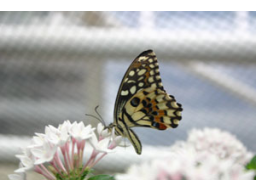 Webinar: Aromatherapie - Hilfe aus der Natur für Körper und Geist