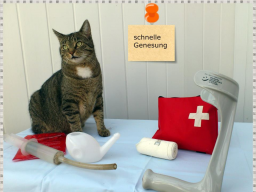 Webinar: Erste Hilfe Theorie-Kurs für Hunde und Katzenhalter