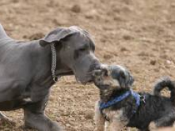 Webinar: Online - Hundestammtisch
