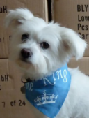 Blanco Perro