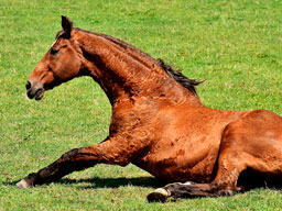 Webinar: Spezialfall Pferd - der Magen-Darm-Trakt