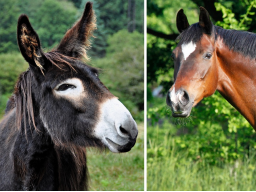 Webinar: Unterschiede zwischen Pferd und Esel