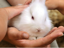 Webinar: Zwei handvoll Fell - Praxiswissen zu Kaninchen, Meerschweinchen und Co für Tiermedizinische Fachangestellte