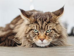 Webinar: Die Katze als Patient