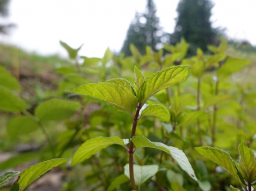 Webinar: Pfefferminze - mehr als eine Teesorte und Aroma für Zahnpasta
